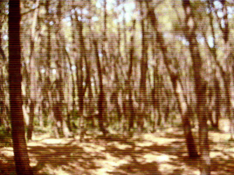 Parco delta Po Thick wood by Po delta